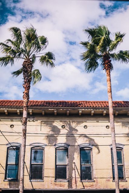 Luna De Jong, C-Print on archival paper, Palm Trees & Windows, 2015