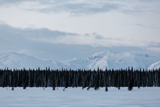 Luna De Jong, Canon 5D C-Print on Dibond, Frozen Tree-line, 2016